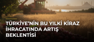 Türkiye’nin Bu Yılki Kiraz İhracatında Artış Beklentisi
