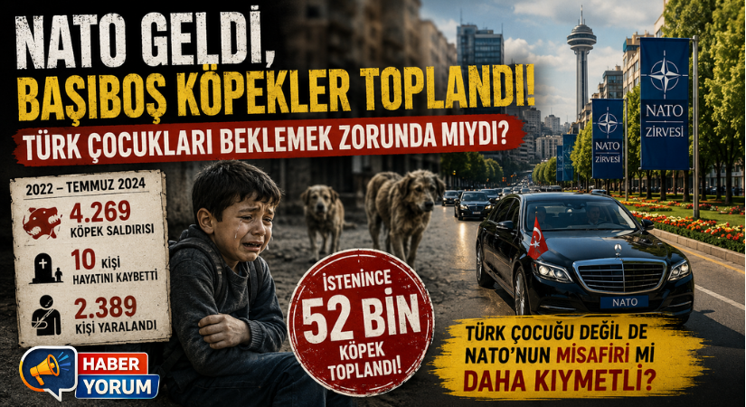 52 Bin Köpek NATO Öncesi Toplandı: Türk Çocukları Yıllarca Neden Risk Altında Kaldı?