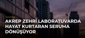 Akrep zehri laboratuvarda hayat kurtaran seruma dönüşüyor