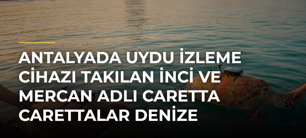 Antalyada uydu izleme cihazı takılan İnci ve Mercan adlı caretta carettalar denize bırakıldı