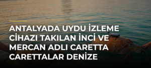 Antalyada uydu izleme cihazı takılan İnci ve Mercan adlı caretta carettalar denize bırakıldı