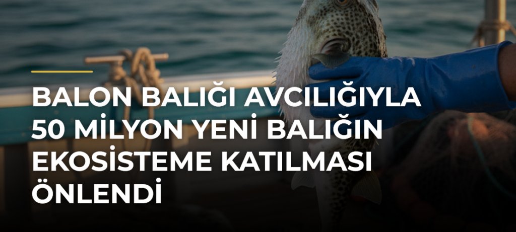 Balon balığı avcılığıyla 50 milyon yeni balığın ekosisteme katılması önlendi