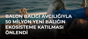 Balon balığı avcılığıyla 50 milyon yeni balığın ekosisteme katılması önlendi