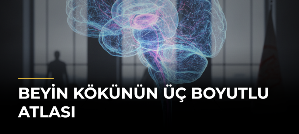Beyin Kökünün Üç Boyutlu Atlası