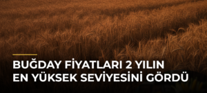 Buğday fiyatları 2 yılın en yüksek seviyesini gördü
