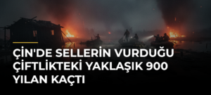 Çin’de sellerin vurduğu çiftlikteki yaklaşık 900 yılan kaçtı