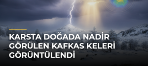 Karsta doğada nadir görülen Kafkas keleri görüntülendi