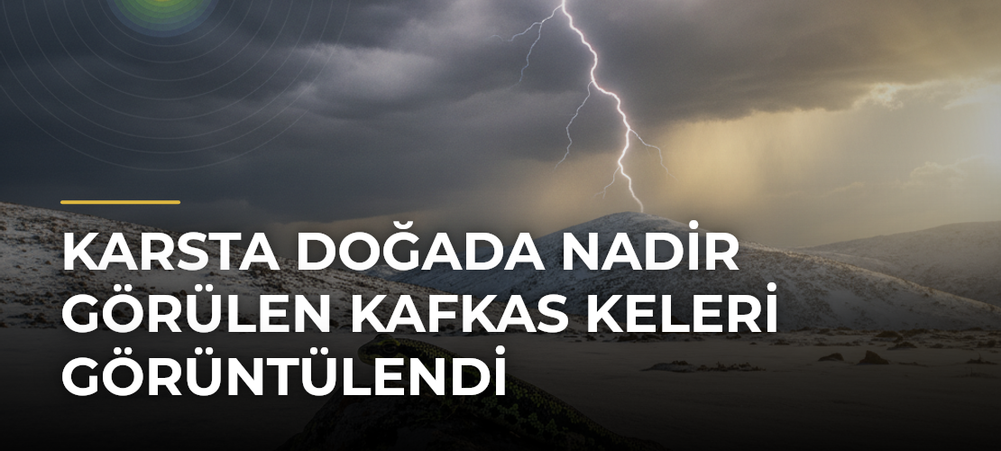Karsta doğada nadir görülen Kafkas keleri görüntülendi - Mirat Haber