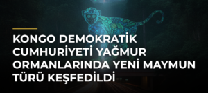 Kongo Demokratik Cumhuriyeti yağmur ormanlarında yeni maymun türü keşfedildi