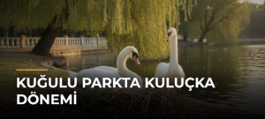 Kuğulu Parkta Kuluçka Dönemi