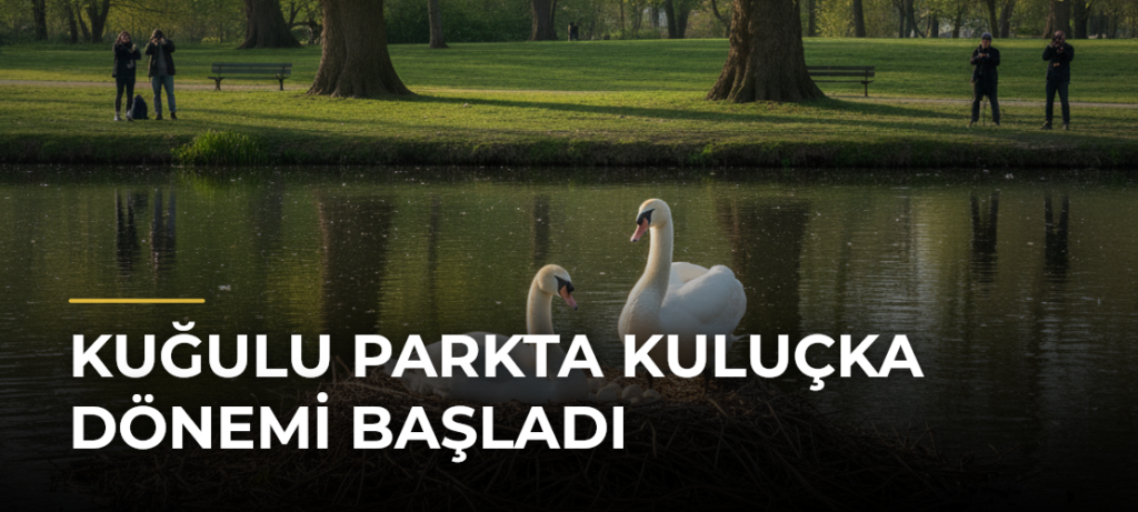 Kuğulu Parkta Kuluçka Dönemi Başladı