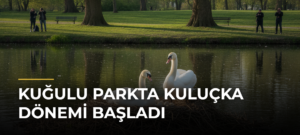 Kuğulu Parkta Kuluçka Dönemi Başladı