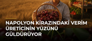 Napolyon Kirazındaki Verim Üreticinin Yüzünü Güldürüyor