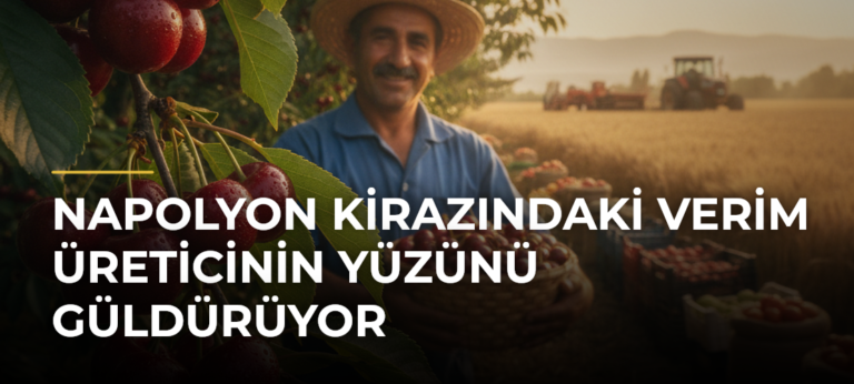 Napolyon kirazındaki verim üreticinin yüzünü güldürüyor