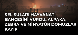Sel suları hayvanat bahçesini vurdu: Alpaka, zebra ve minyatür domuzlar kayıp
