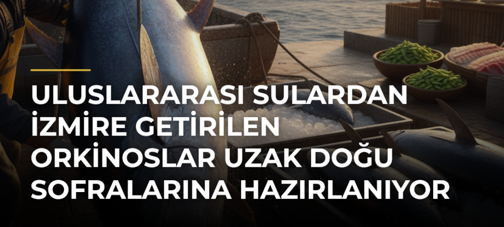 Uluslararası sulardan İzmire getirilen orkinoslar Uzak Doğu sofralarına hazırlanıyor