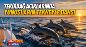 Tekirdağ Açıklarında Yunusların Tekneyle Dansı