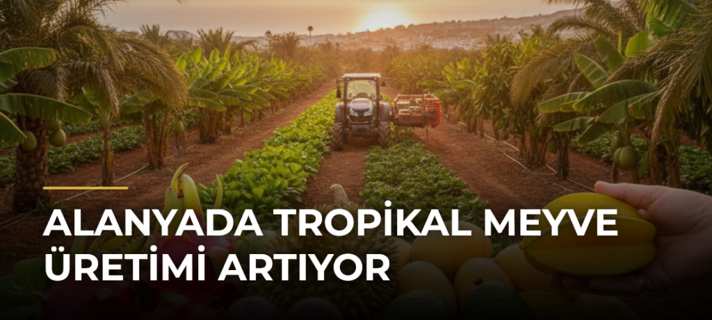 Alanyada Tropikal Meyve Üretimi Artıyor