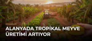 Alanyada Tropikal Meyve Üretimi Artıyor