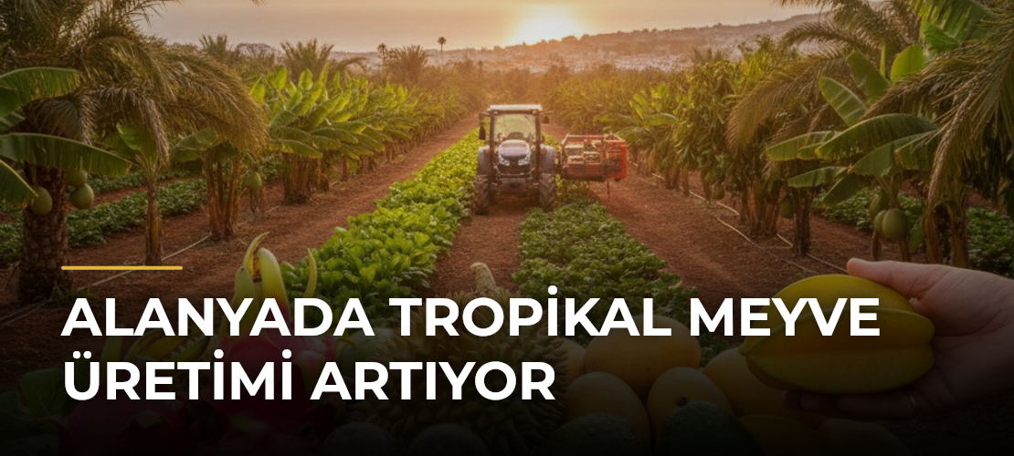 Alanyada Tropikal Meyve Üretimi Artıyor