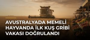 Avustralyada memeli hayvanda ilk kuş gribi vakası doğrulandı