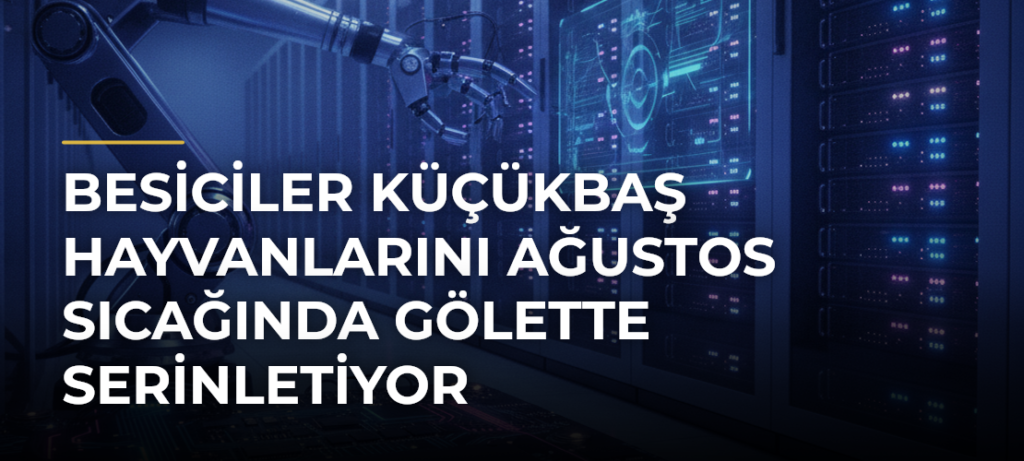 Besiciler Küçükbaş Hayvanlarını Ağustos Sıcağında Gölette Serinletiyor