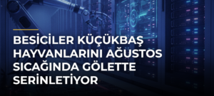 Besiciler Küçükbaş Hayvanlarını Ağustos Sıcağında Gölette Serinletiyor