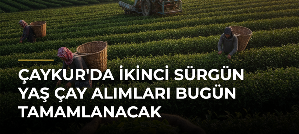 ÇAYKUR’da İkinci Sürgün Yaş Çay Alımları Bugün Tamamlanacak