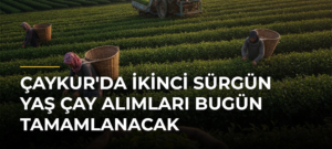 ÇAYKUR’da İkinci Sürgün Yaş Çay Alımları Bugün Tamamlanacak