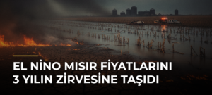 El Nino Mısır Fiyatlarını 3 Yılın Zirvesine Taşıdı