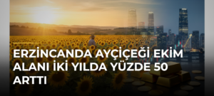 Erzincanda Ayçiçeği Ekim Alanı İki Yılda Yüzde 50 Arttı