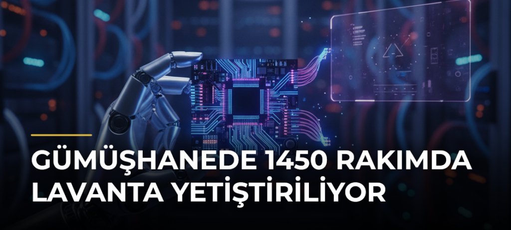Gümüşhanede 1450 Rakımda Lavanta Yetiştiriliyor
