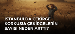 İstanbulda çekirge korkusu: Çekirgelerin sayısı neden arttı?