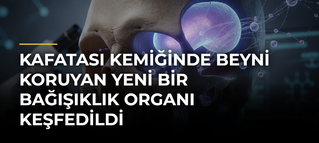 Kafatası kemiğinde beyni koruyan yeni bir bağışıklık organı keşfedildi