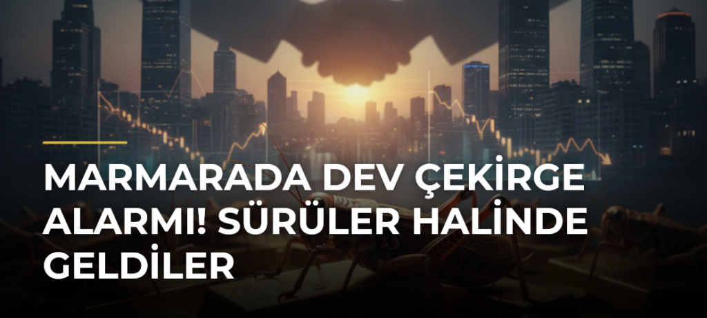 Marmarada dev çekirge alarmı! Sürüler halinde geldiler