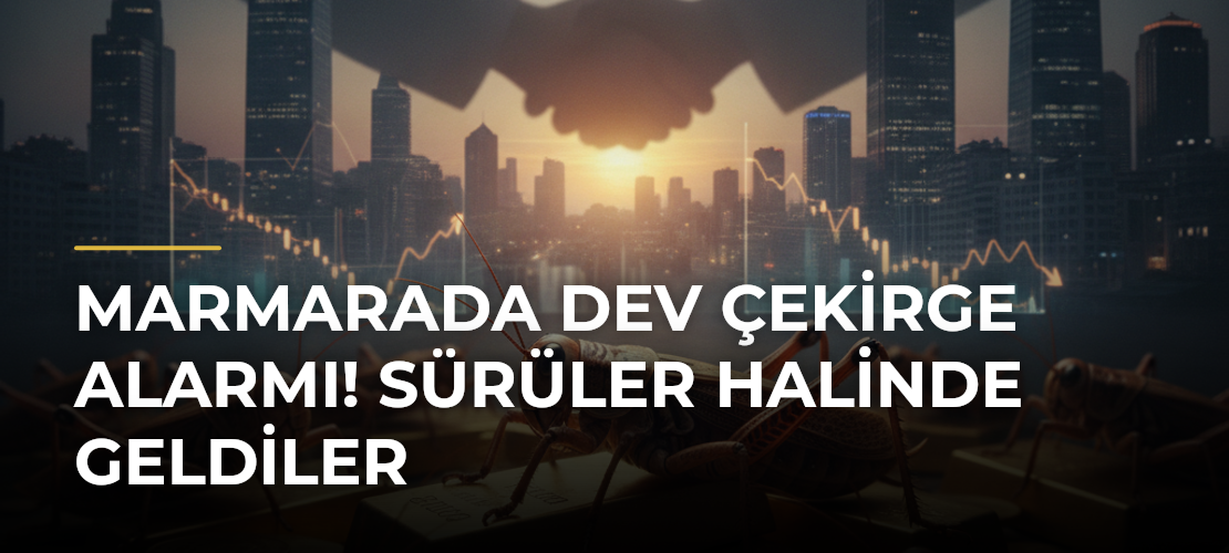 Marmarada dev çekirge alarmı! Sürüler halinde geldiler - Mirat Haber