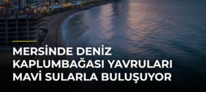 Mersinde deniz kaplumbağası yavruları mavi sularla buluşuyor