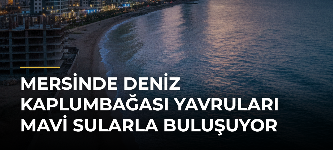 Mersinde deniz kaplumbağası yavruları mavi sularla buluşuyor - Mirat Haber
