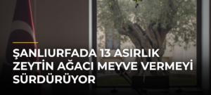 Şanlıurfada 13 Asırlık Zeytin Ağacı Meyve Vermeyi Sürdürüyor