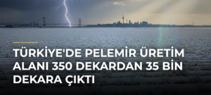 Türkiye’de Pelemir Üretim Alanı 350 Dekardan 35 Bin Dekara Çıktı