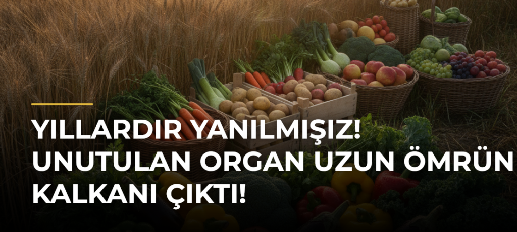 Yıllardır yanılmışız! Unutulan organ uzun ömrün kalkanı çıktı!
