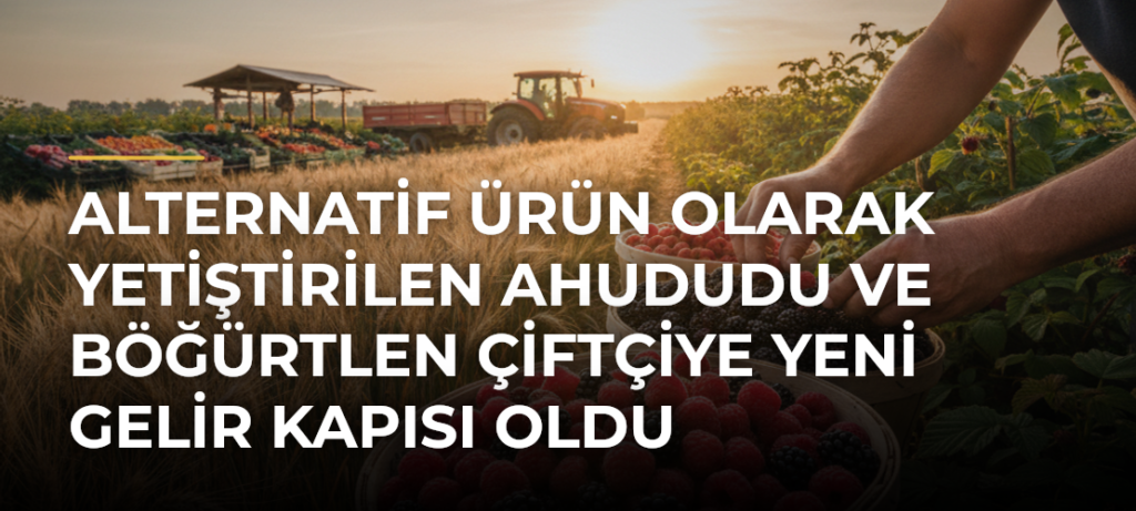 Alternatif ürün olarak yetiştirilen ahududu ve böğürtlen çiftçiye yeni gelir kapısı oldu