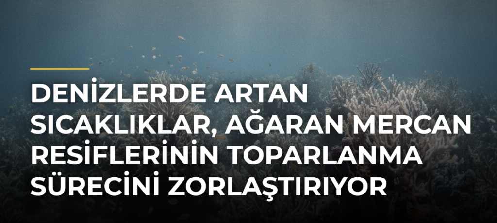 Denizlerde artan sıcaklıklar, ağaran mercan resiflerinin toparlanma sürecini zorlaştırıyor