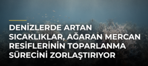 Denizlerde artan sıcaklıklar, ağaran mercan resiflerinin toparlanma sürecini zorlaştırıyor