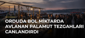 Orduda bol miktarda avlanan palamut tezgahları canlandırdı
