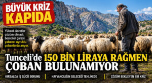 Besicilerin Çoban Çilesi