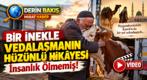 Bir İnekle Vedalaşmanın Hüzünlü Hikâyesi: İnsanlık Ölmemiş!