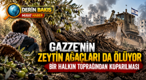 Gazze’nin Zeytin Ağaçları da Ölüyor: Bir Halkın Toprağından Koparılması