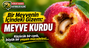 Bir Meyvenin İçindeki Gizem: Meyve Kurdu