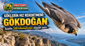 Göklerin Hız Rekortmeni: Gökdoğan